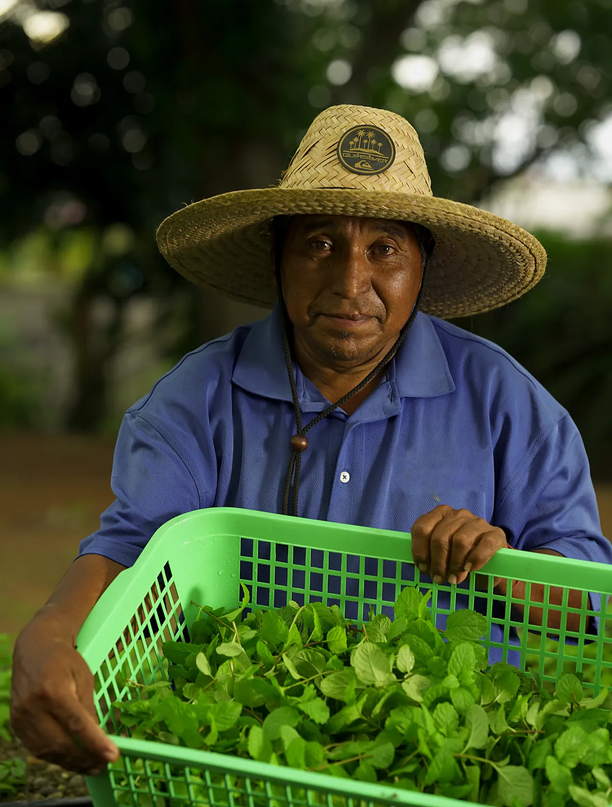 Trabajador de Finca Satuye con una canasta de menta recién cosechada